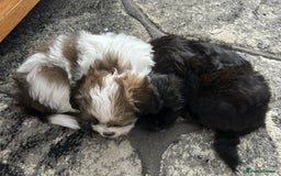 Maltipoo dogs for sale: Maltipoo puppies  - Image 12