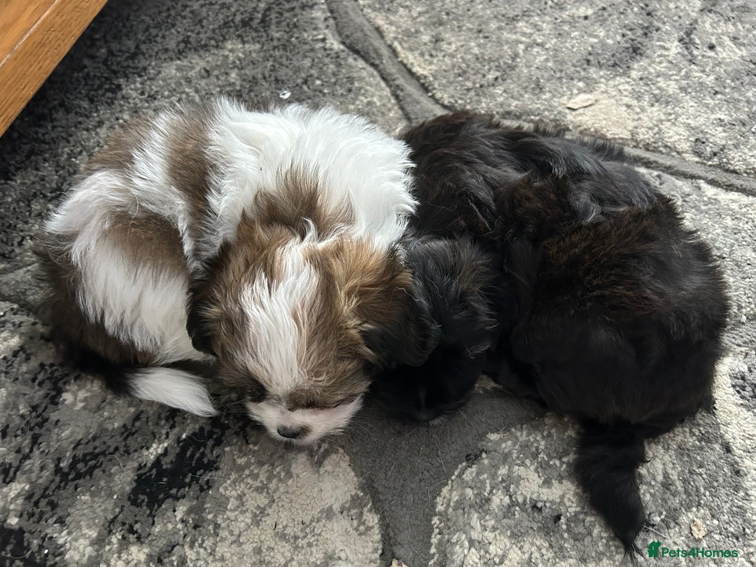 Maltipoo dogs for sale: Maltipoo puppies  - Image 12