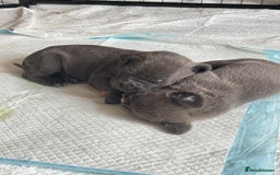 Mixed Breed dogs for sale: Rare breeding American x Bulldog x Cane Corso Pups - Image 26