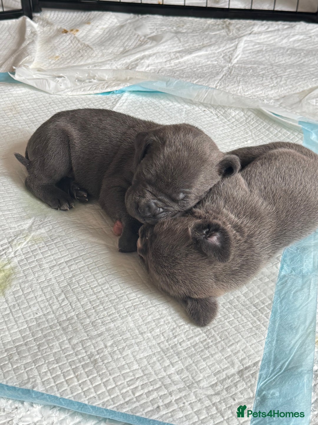 Mixed Breed dogs for sale: Rare breeding American x Bulldog x Cane Corso Pups - Image 26