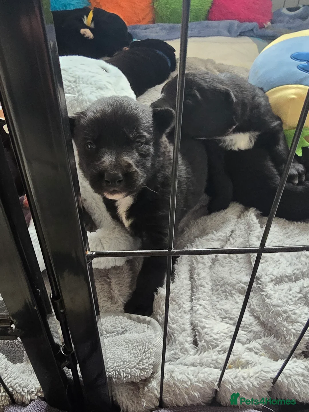 Mixed Breed dogs for sale: 8 black beautiful shollie pups. - Advert 1