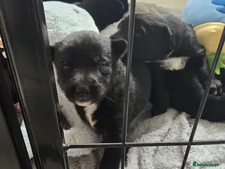 Mixed Breed dogs 8 black beautiful shollie pups. - Advert 2