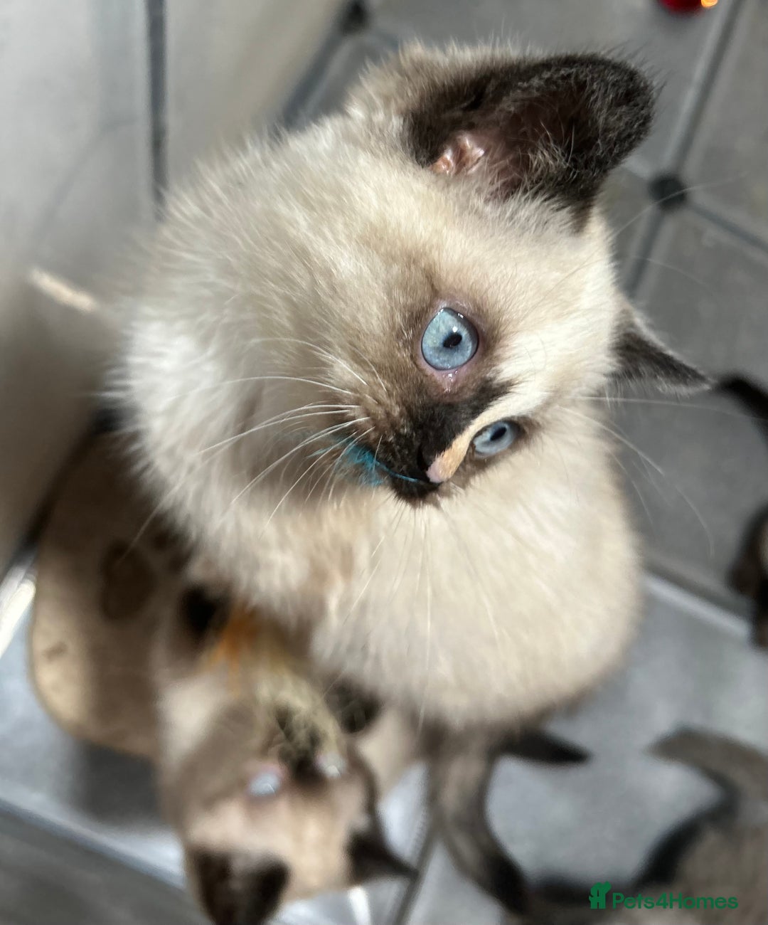 British Shorthair cats for sale: TICA Active BSH Colourpoint Kittens - Advert 6