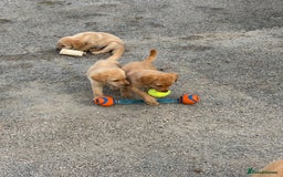 Labrador Retriever dogs for sale: Quality kc Labrador puppies 4 Males Ready Now - Image 2