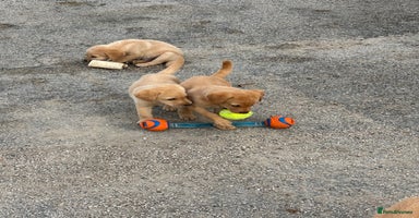 Labrador Retriever dogs - Advert 10