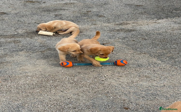 Labrador Retriever dogs - Advert 16