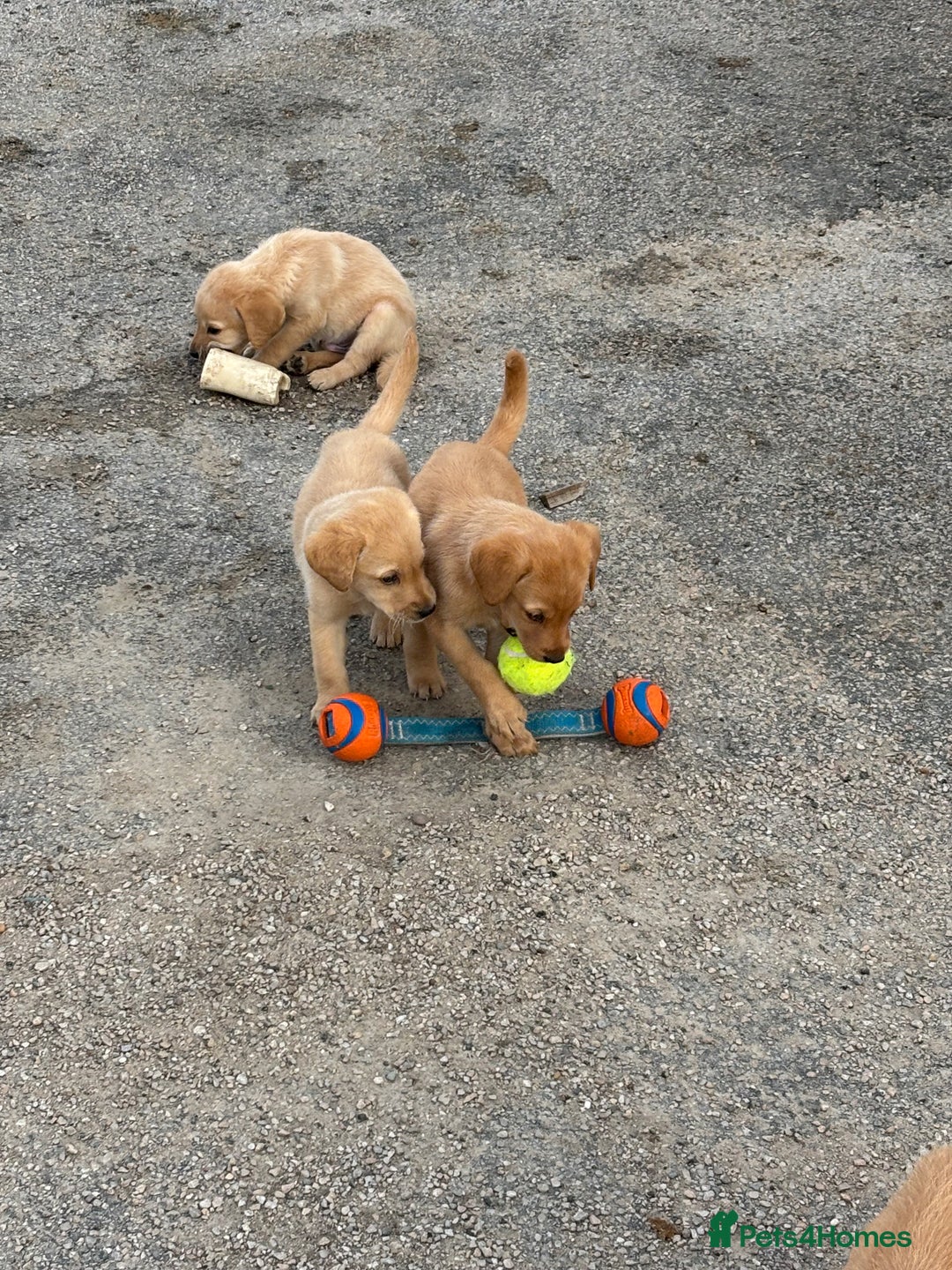 Labrador Retriever dogs for sale: Quality kc Labrador puppies 4 Males Ready Now - Image 2