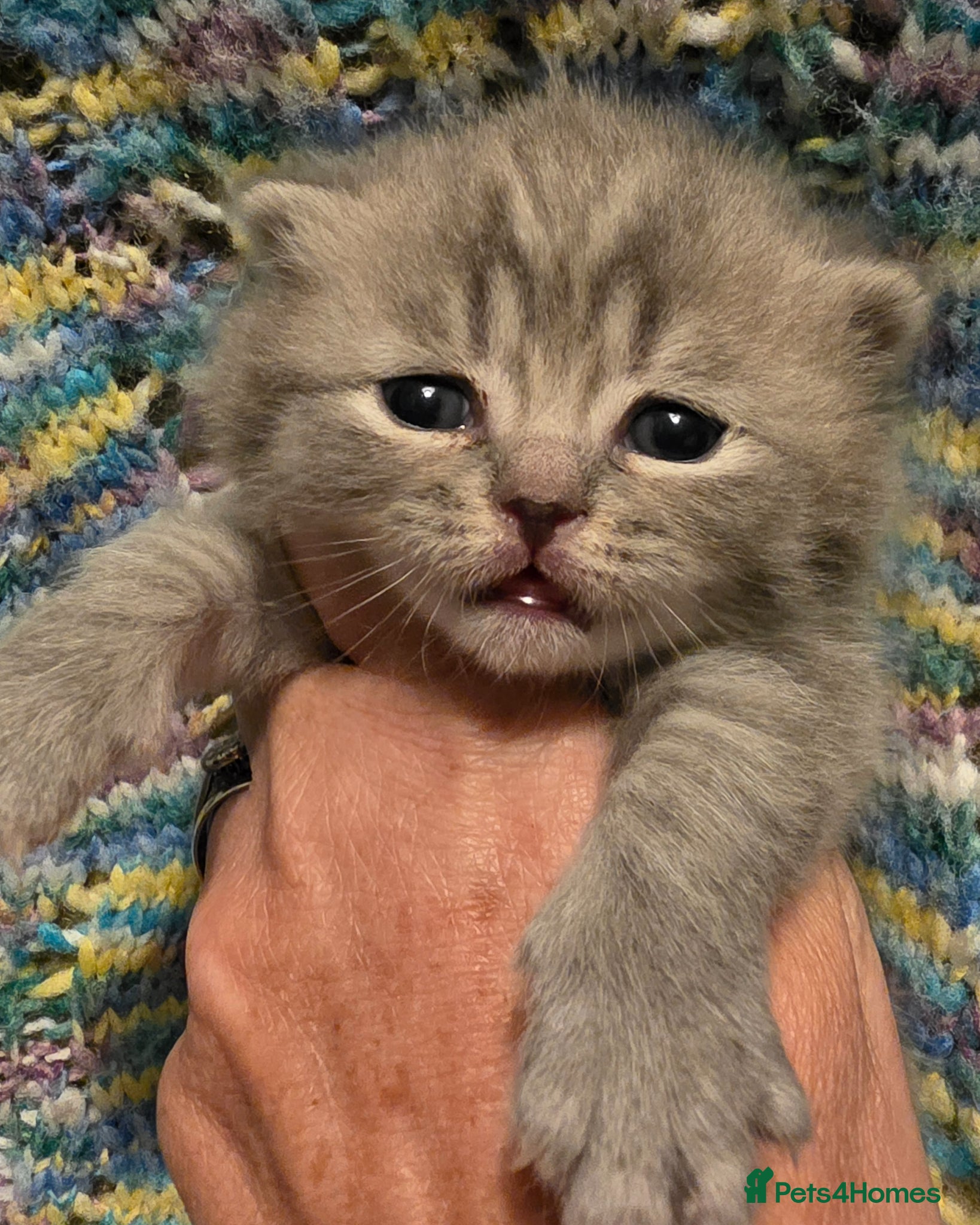 British Shorthair cats GCCF registered British shorthair kittens - Advert 15