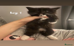 Mixed Breed cats for sale: beautiful kittens for sale(deposit required) - Image 3