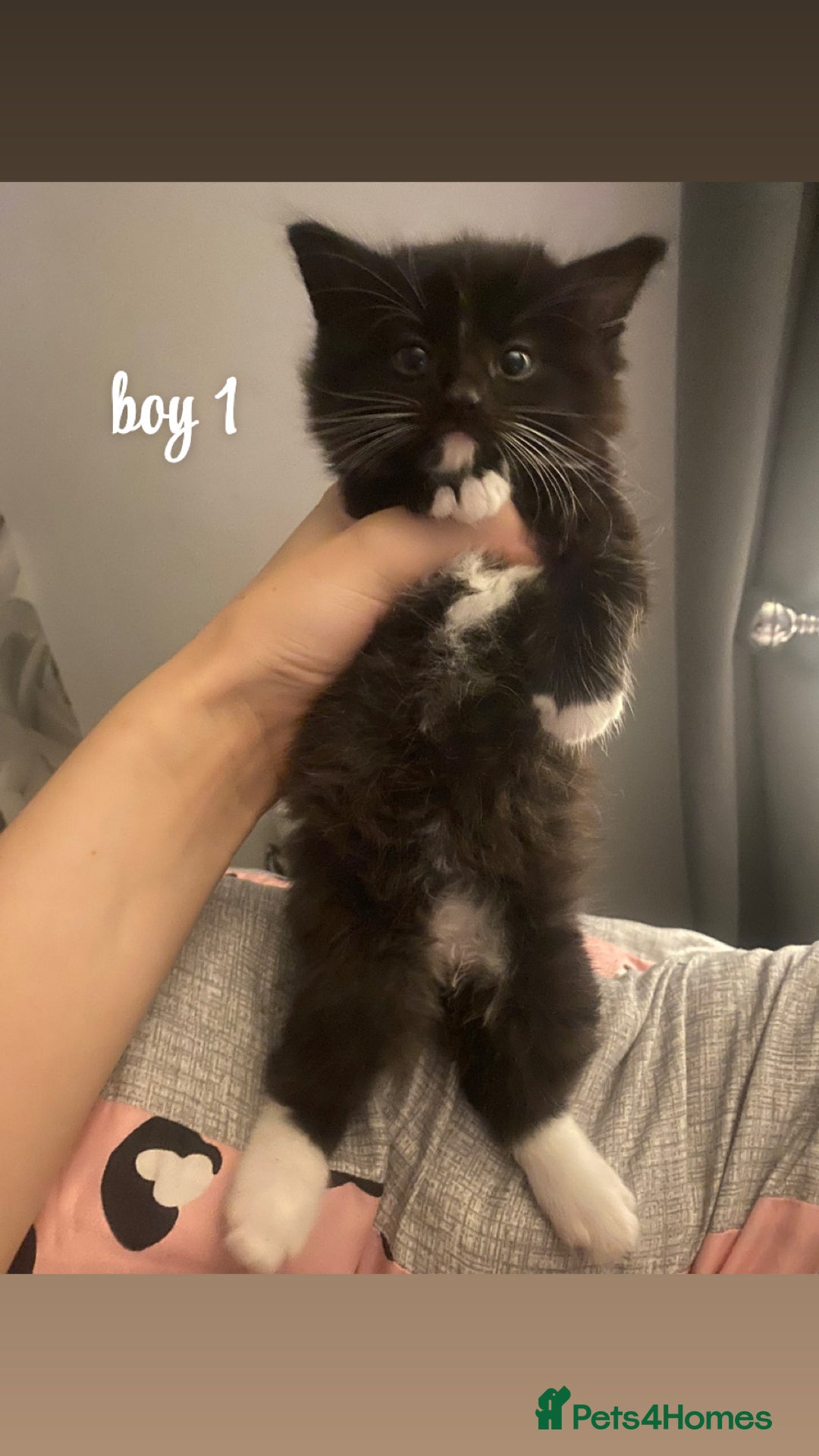 Mixed Breed cats for sale: beautiful kittens for sale(deposit required) - Image 3