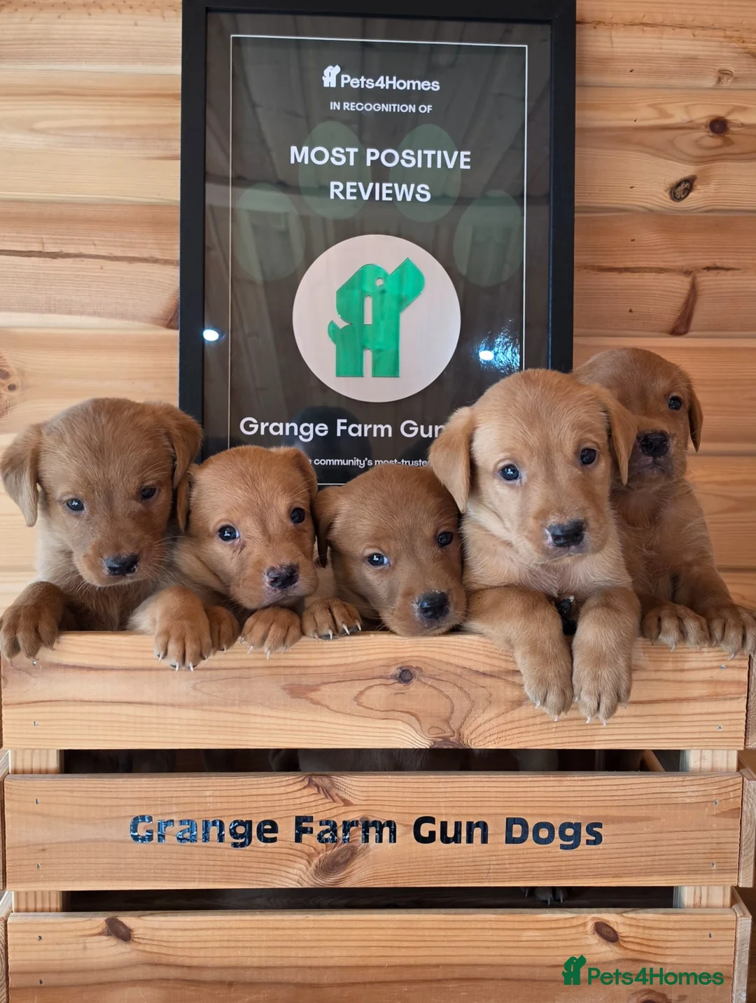 Labrador Retriever dogs for sale: 10 FOX RED KC LABS WITH HEALTH TESTED PARENTS - Advert 1
