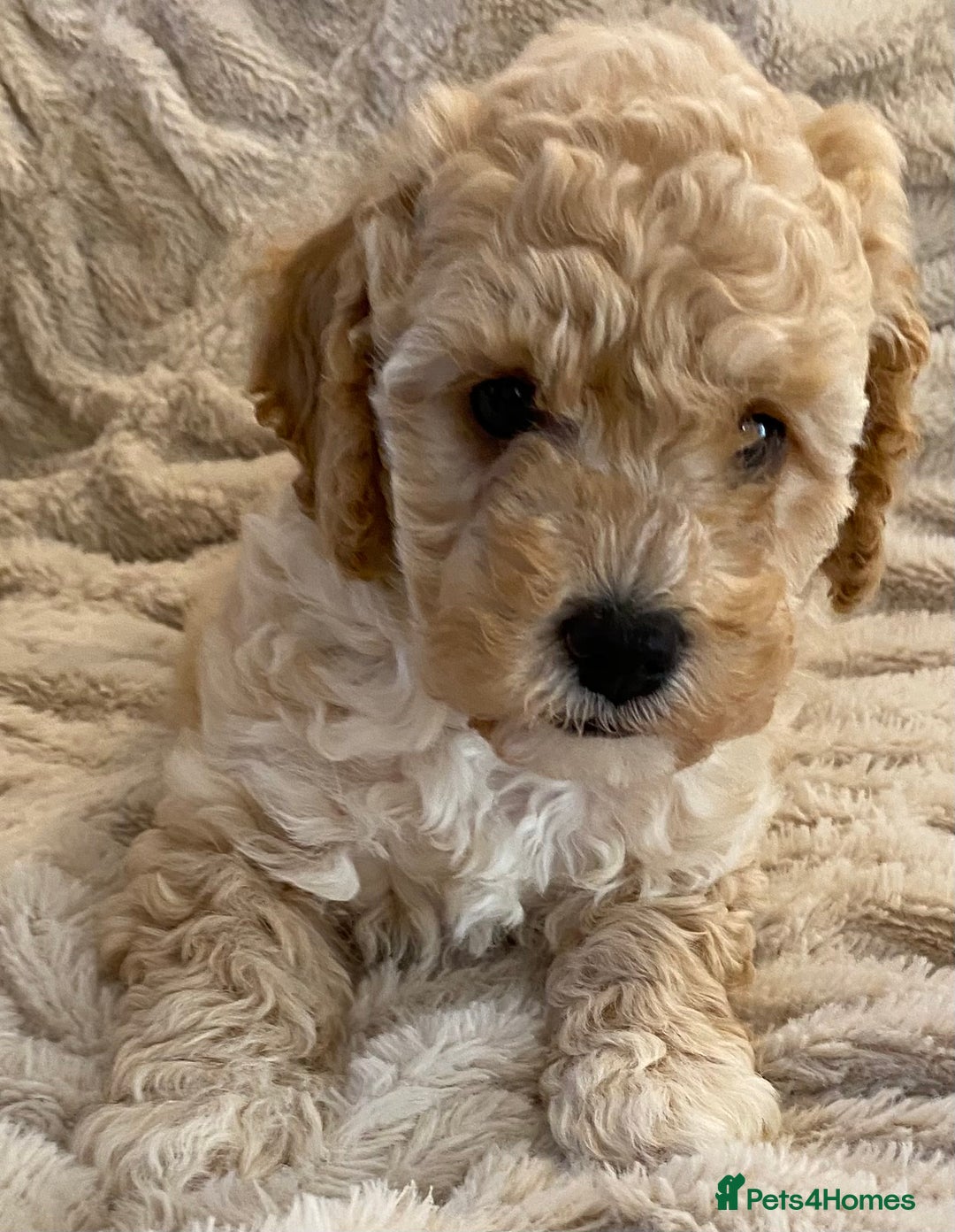 Cavapoo dogs for sale: Gorgeous Teddybear Cavapoo Puppies health checked  - Advert 9