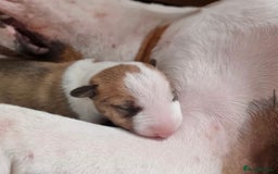 English Bull Terrier dogs for sale: English bull terrier puppies KC registered  - Image 5