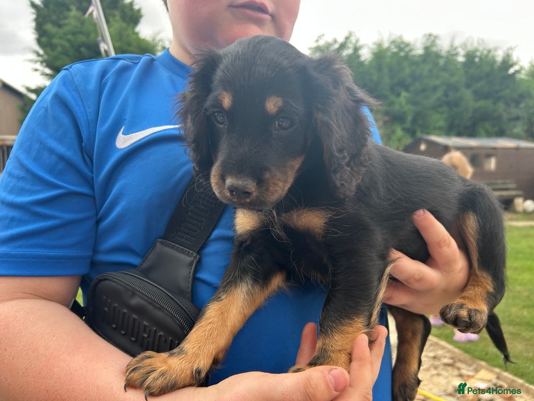Mixed Breed dogs for sale: Jackapoo spaniel cross - hound puppies  - Image 7