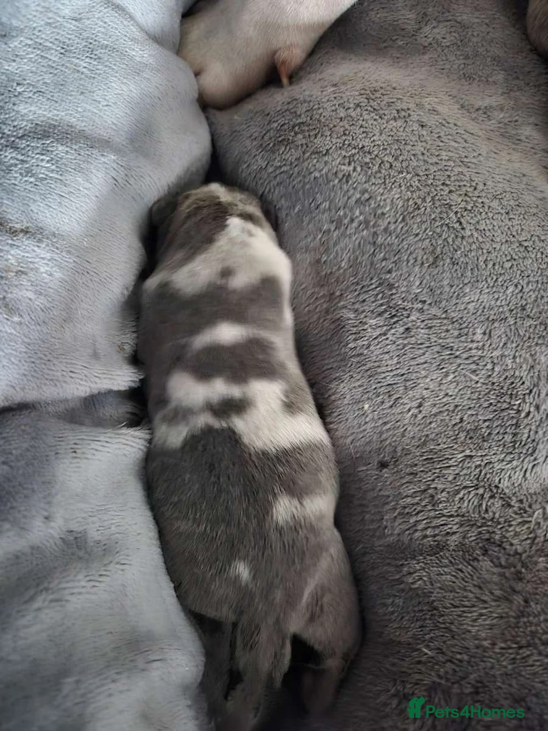 Mixed Breed dogs for sale: Gorgeous litter American bully x  - Advert 1