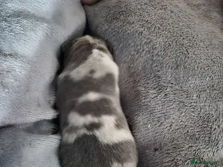 Mixed Breed dogs Gorgeous litter American bully x - Advert 2