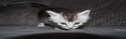 Maine Coon cats for sale: Gorgeous maine coon kittens (2 poly) - Advert 17