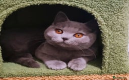 British Shorthair cats for sale: 1 year old british shorthair girl - Image 3