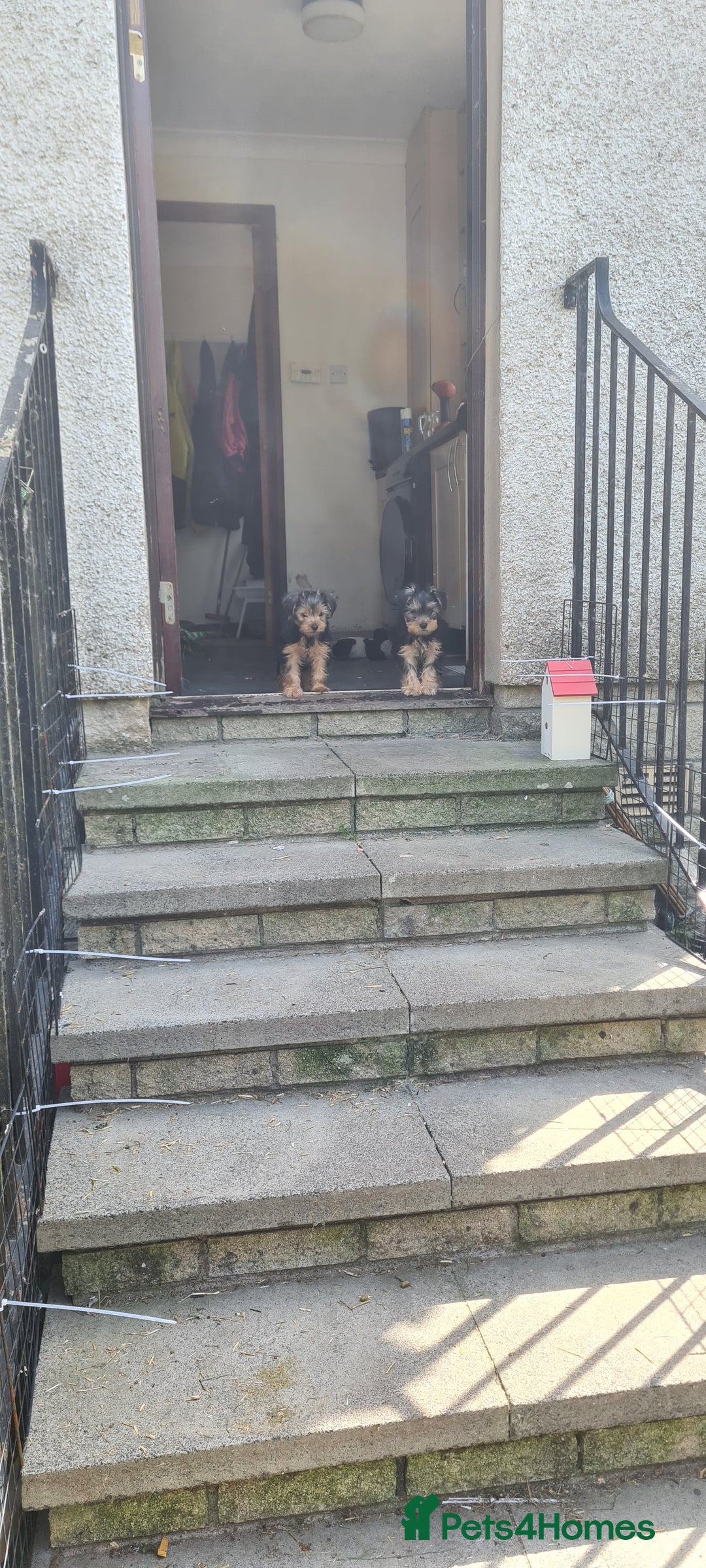 Yorkshire Terrier dogs for sale: Sweet natured boys - Image 14