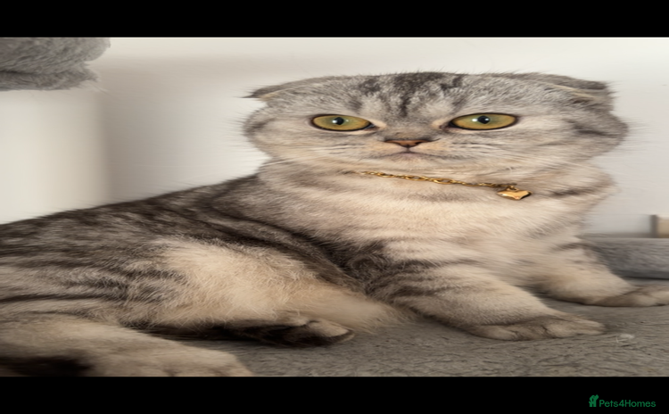 Scottish Fold cats - Advert 1