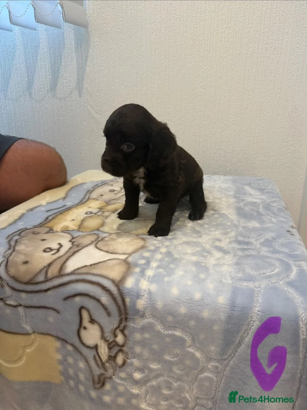 Cocker Spaniel dogs for sale: Cocker spaniel - Advert 2