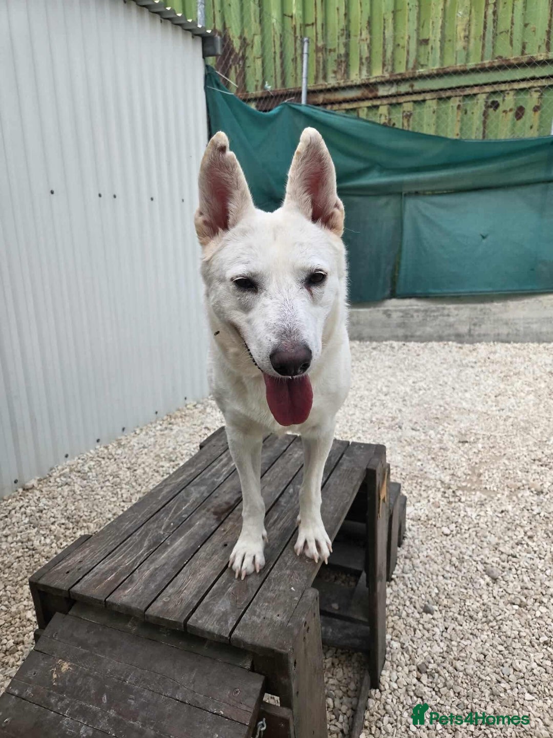 German Shepherd dogs for adoption: Asha needs a loving home  - Advert 3