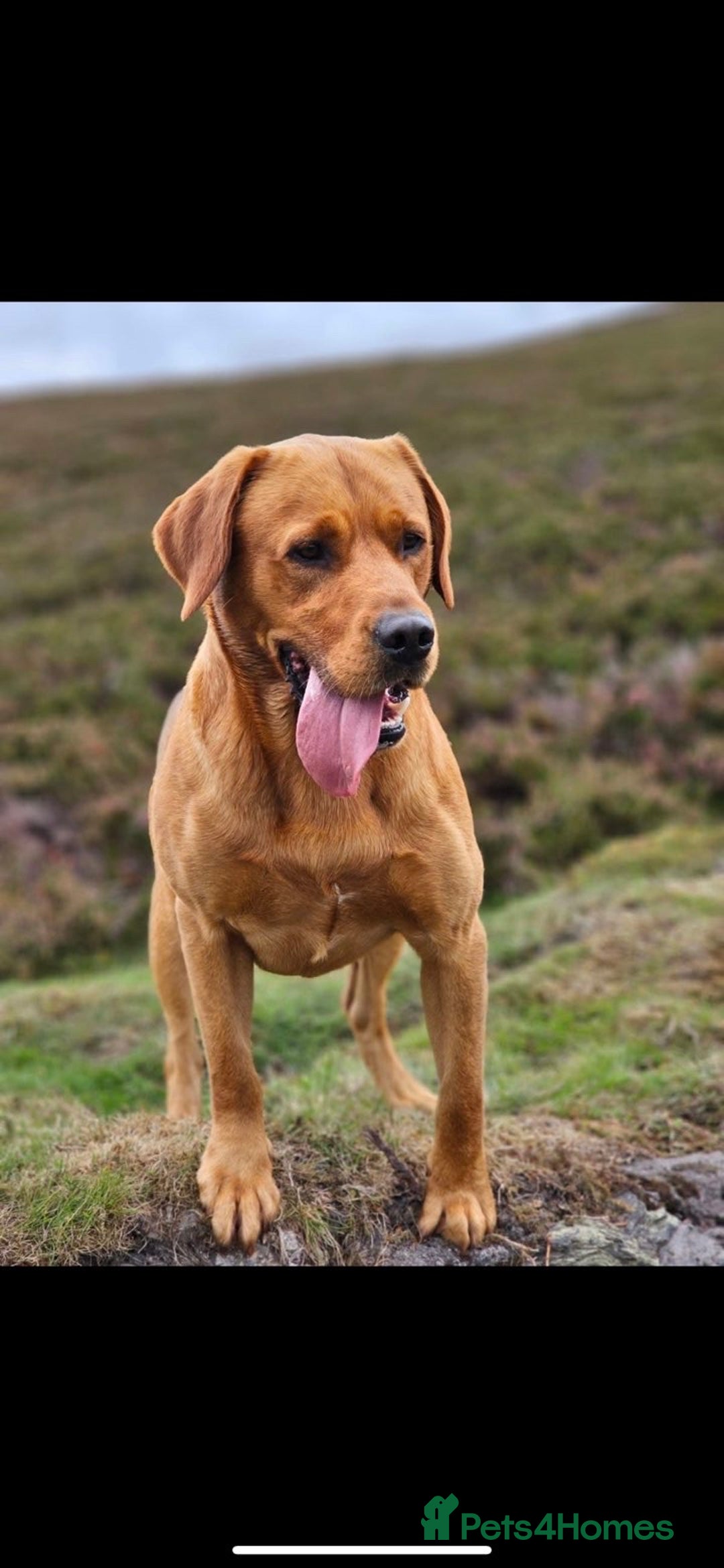 Labrador Retriever dogs for sale: Gorgeous KC registered Labrador puppies 🤩 - Advert 4