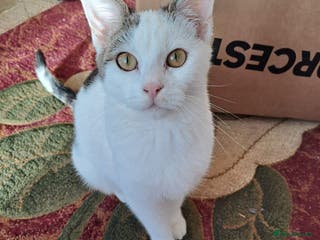 American Wirehair cats Rafel - Advert 2