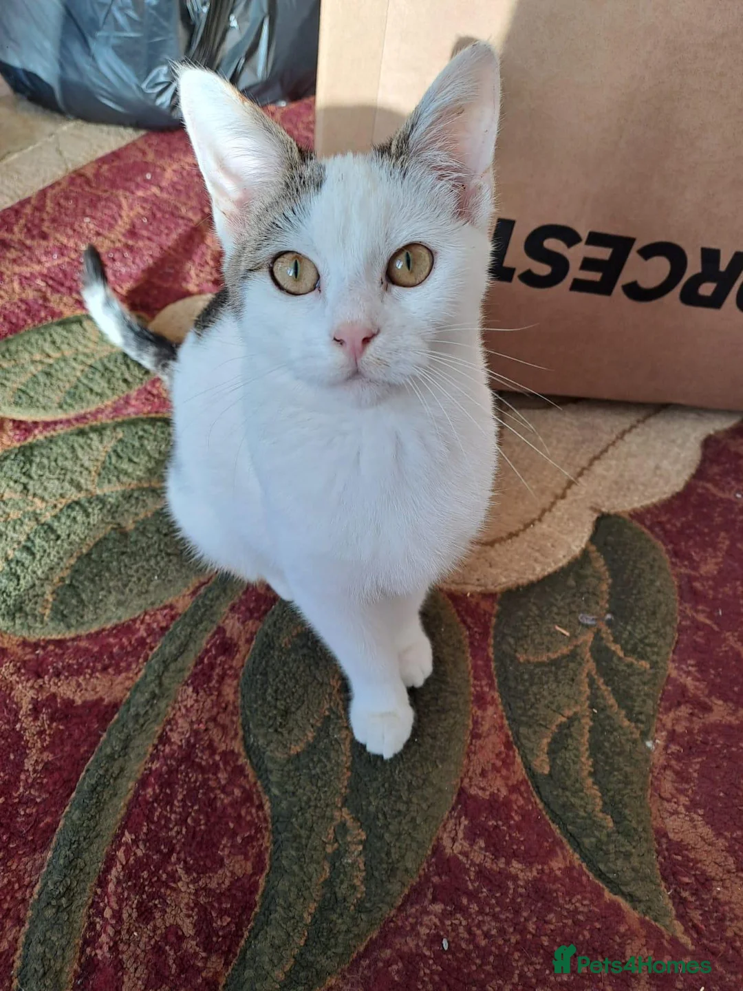 American Wirehair cats for sale: Rafel  - Advert 1