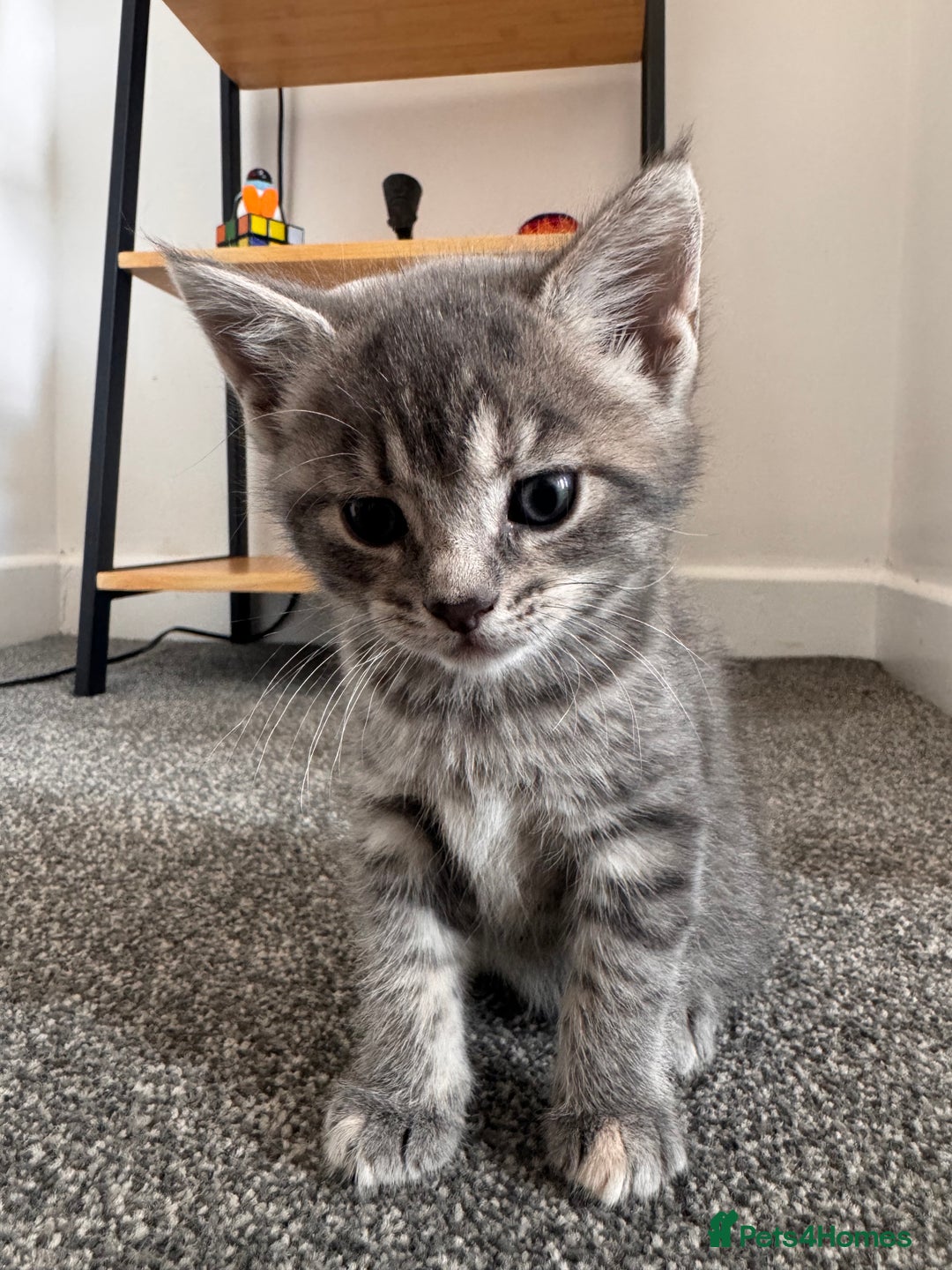 Maine Coon cats for sale: Beautiful Maincoon mix  - Image 14