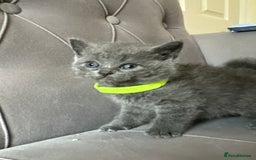 Scottish Fold cats for sale: Adorable Scottish Fold & Straight Kittens 💕🐾 - Image 22