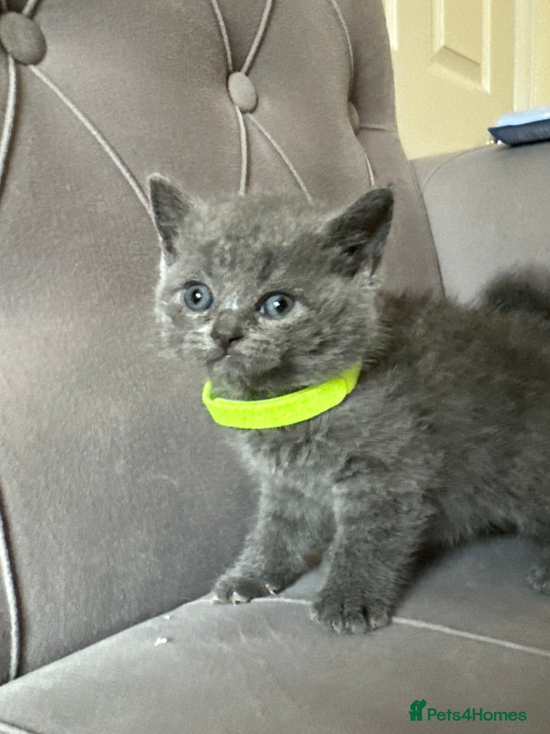 Scottish Fold cats for sale: Adorable Scottish Fold & Straight Kittens 💕🐾 - Image 22