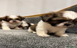 Shih Tzu dogs for sale: Summer Shihtzu Puppies - Image 8