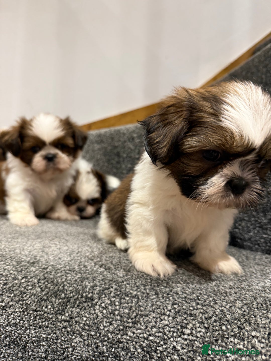 Shih Tzu dogs for sale: Summer Shihtzu Puppies - Image 8
