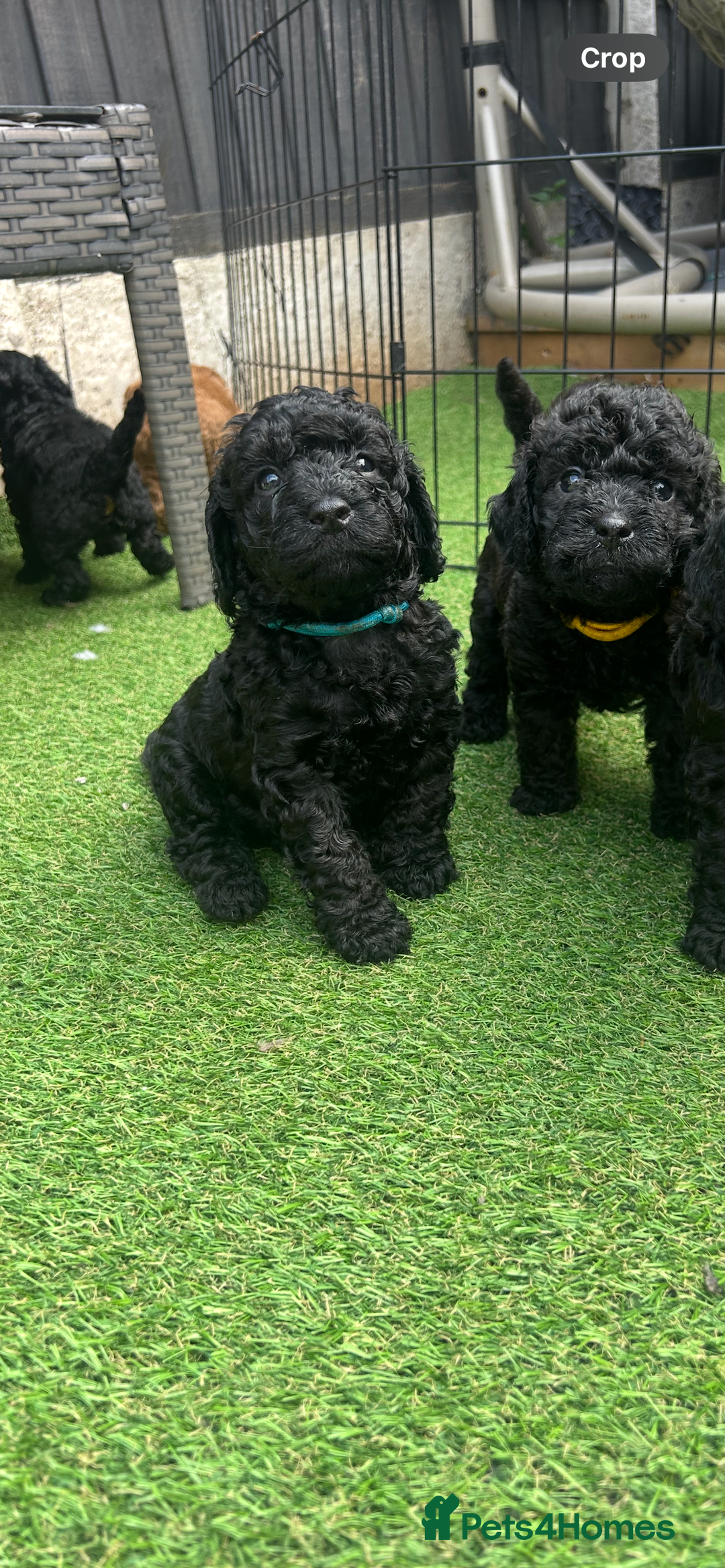 Cockapoo dogs for sale: F1b Cockapoo  - Image 13