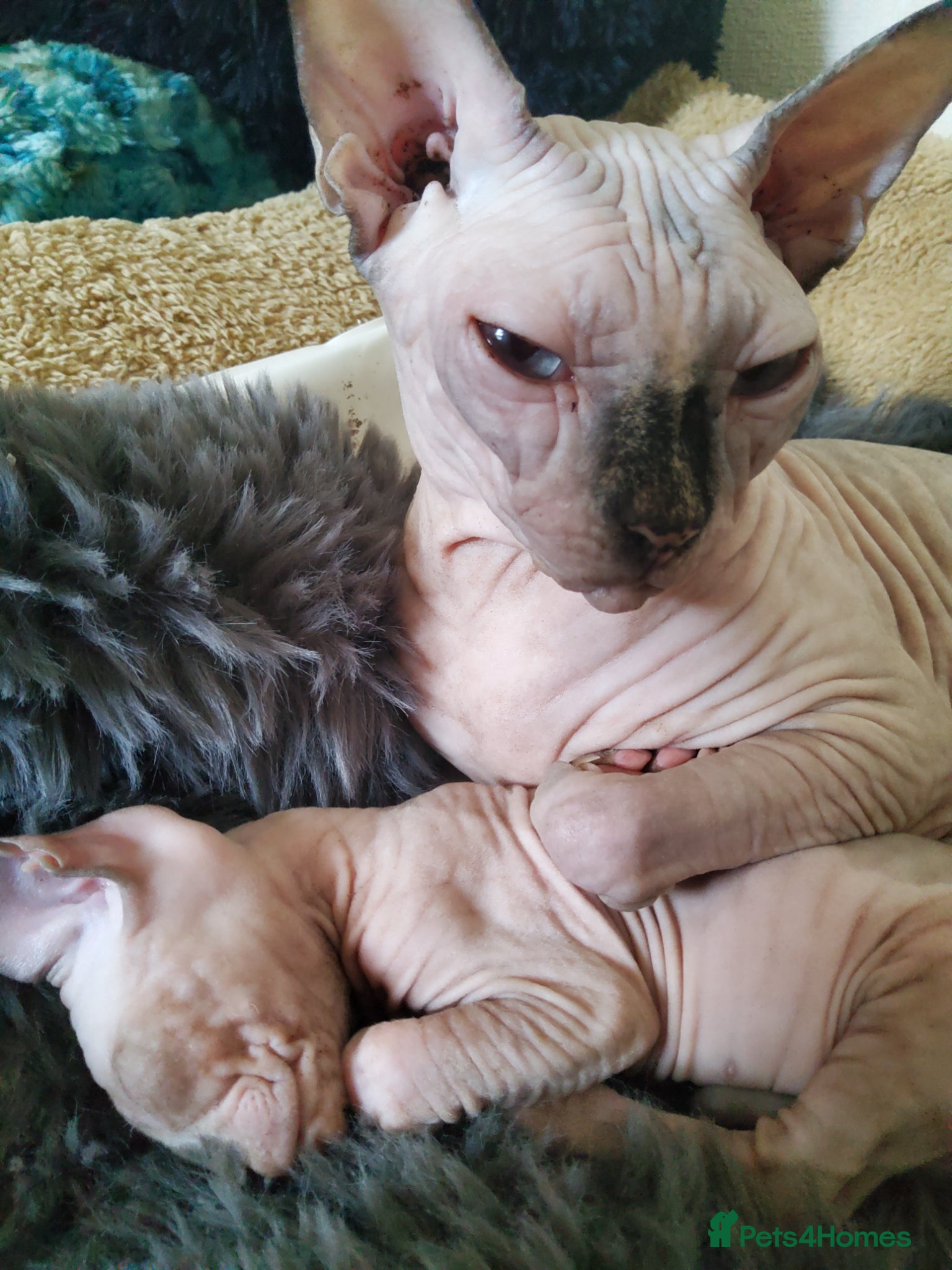 Sphynx cats Two wonderful boys are for sale. - Advert 2