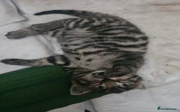 Bengal cats for sale: Mix breed Bengal + Tabby - Image 13
