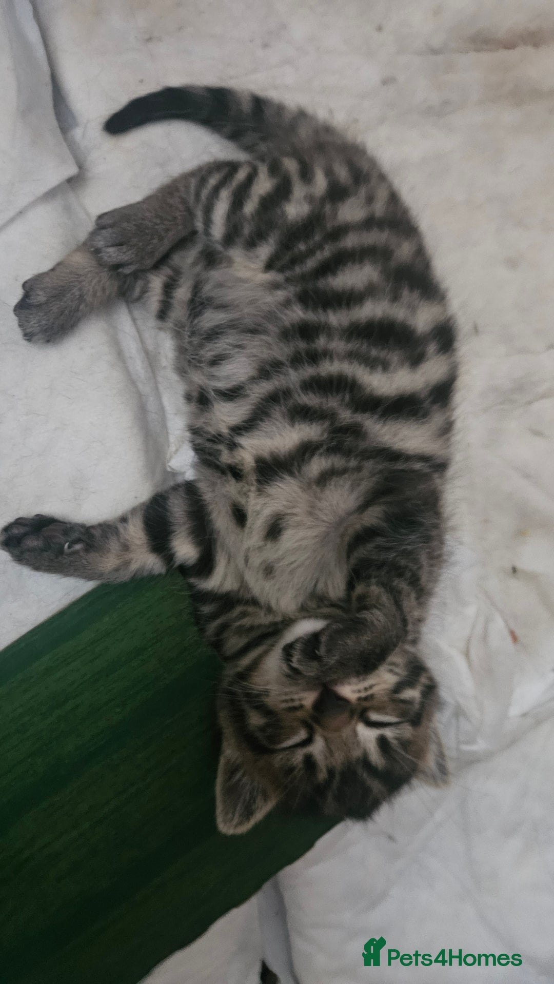 Bengal cats for sale: Mix breed Bengal + Tabby - Image 13