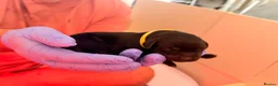 Labrador Retriever dogs for sale: Beautiful litter of Labrador Puppies  - Advert 16