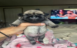 Pug dogs for sale: Home raise fawn&black Pug puppies - Advert 8