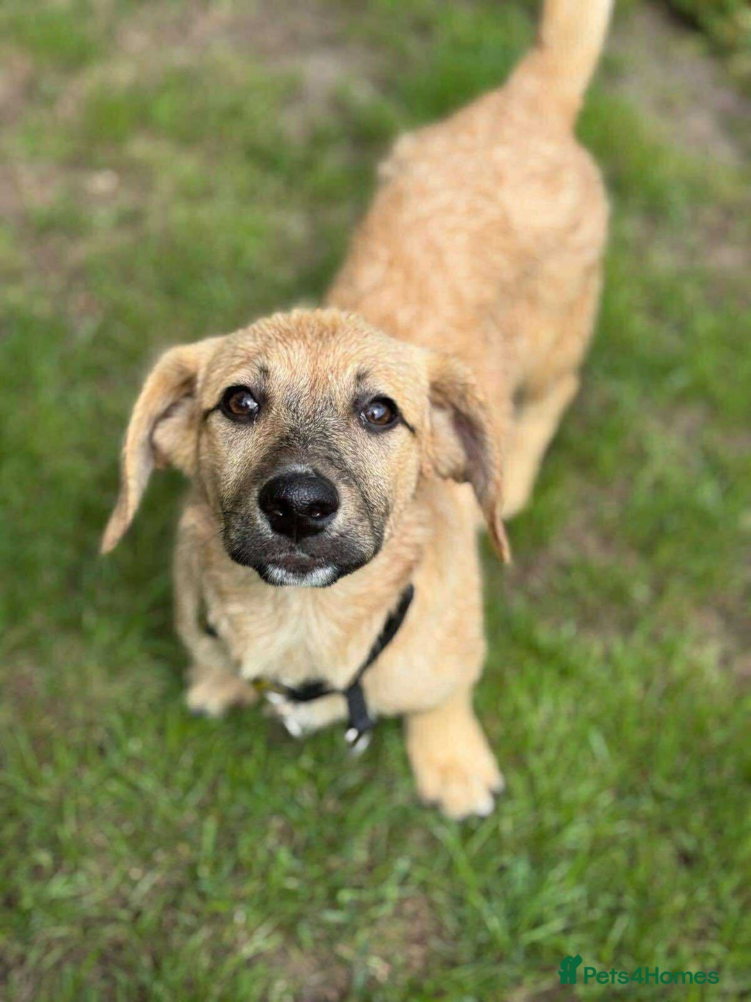 Mixed Breed dogs for adoption: MABEL- 4 months/playful/ loves dogs and kids  - Image 2