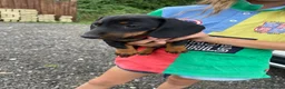 Miniature Dachshund dogs for sale: Miniature Dachshund Pups ready to leave 🐶  - Advert 5
