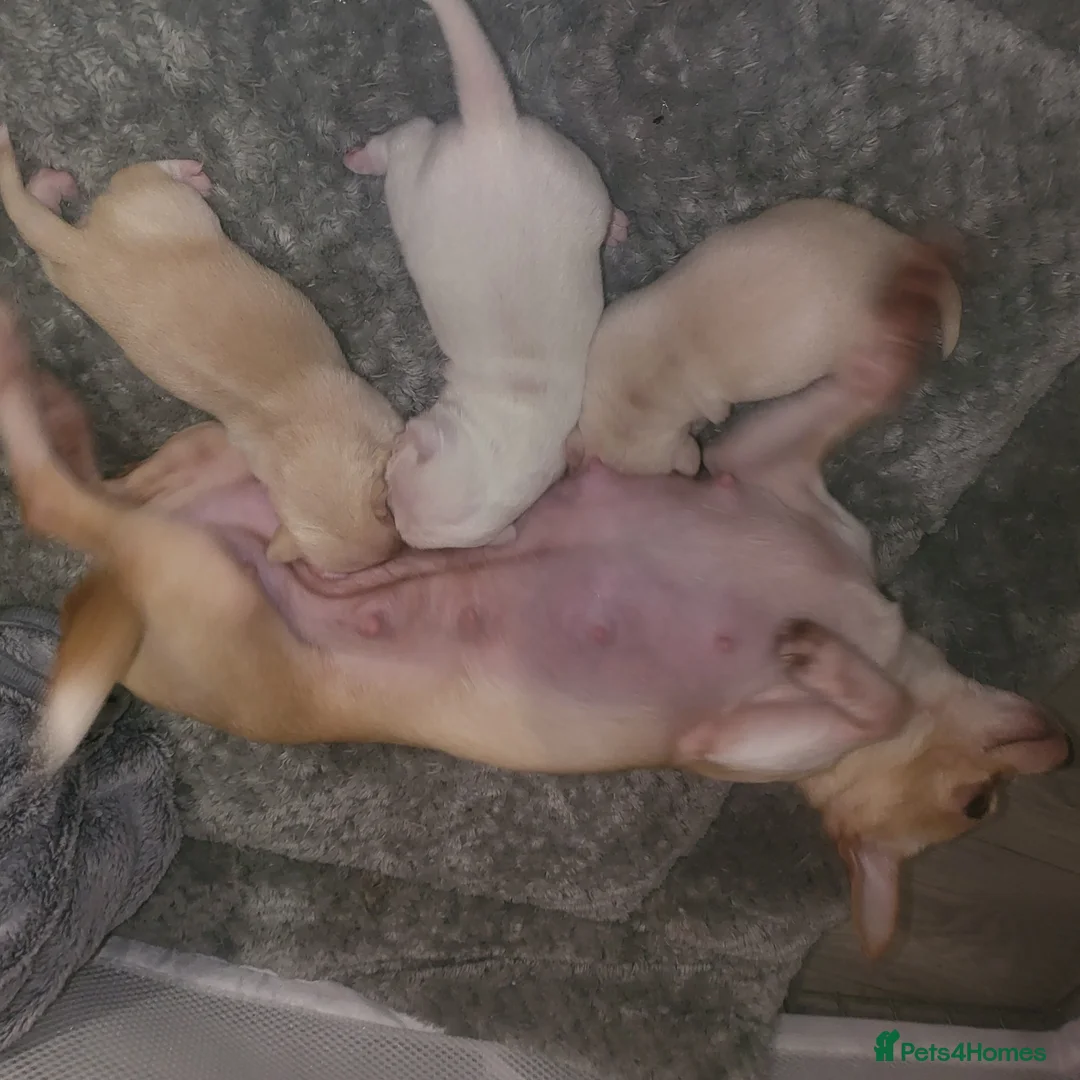 Chihuahua dogs for sale: 3 beautiful smooth coat chihuahuas KC registered. in Enfield - Advert 3