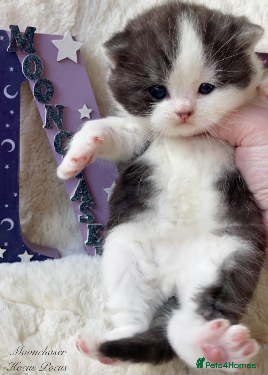 British Shorthair cats for sale: Gorgeous British Shorthairs TICA Registered - Advert 5