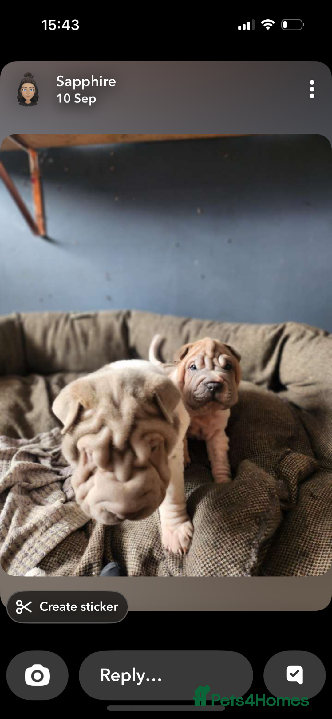 Shar Pei dogs for sale: 2 female shar-peis  - Image 2