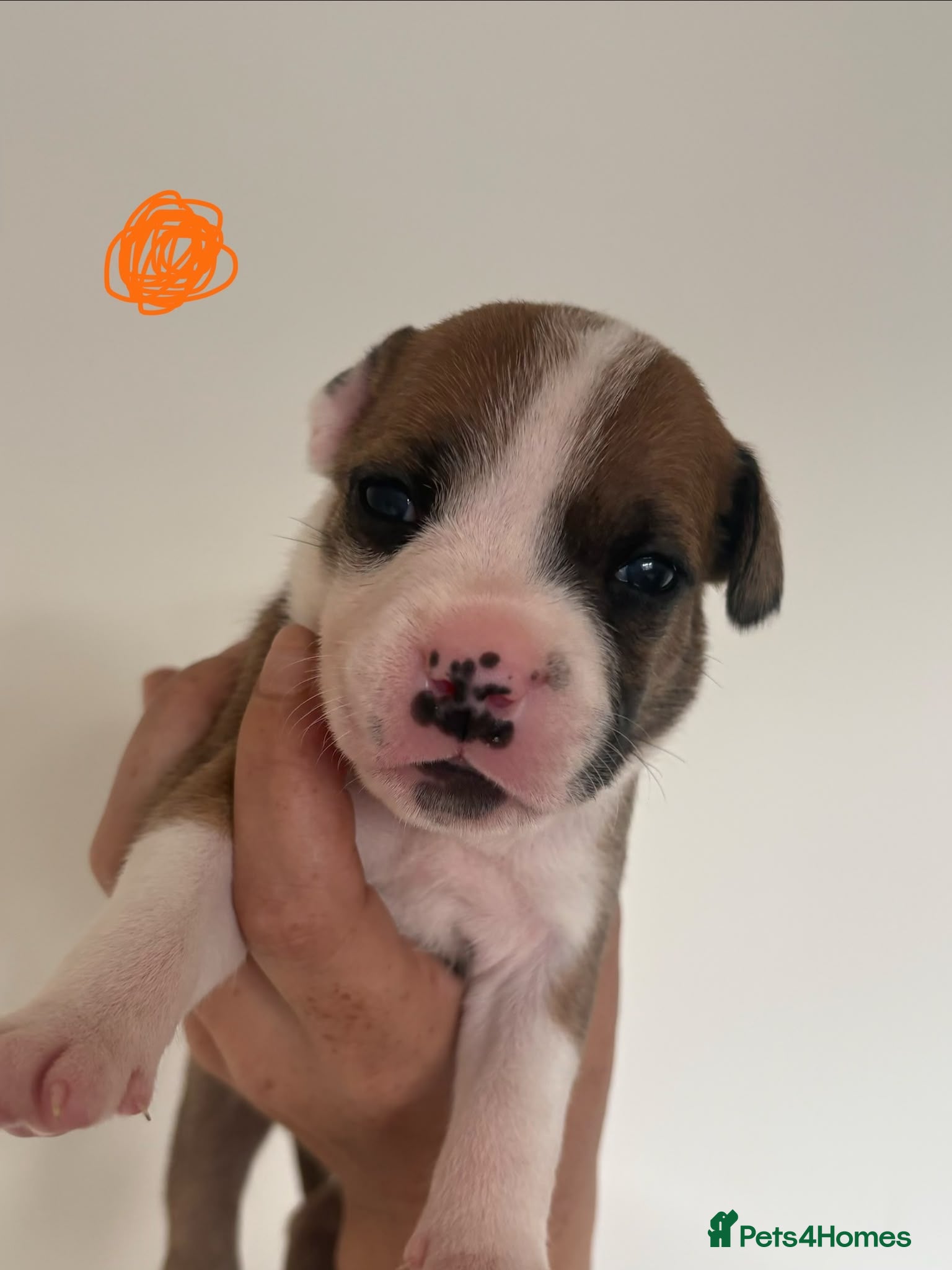 Staffordshire Bull Terrier dogs KC Red Staffordshire Bull Terriers ❤️🏆🩸 - Advert 2