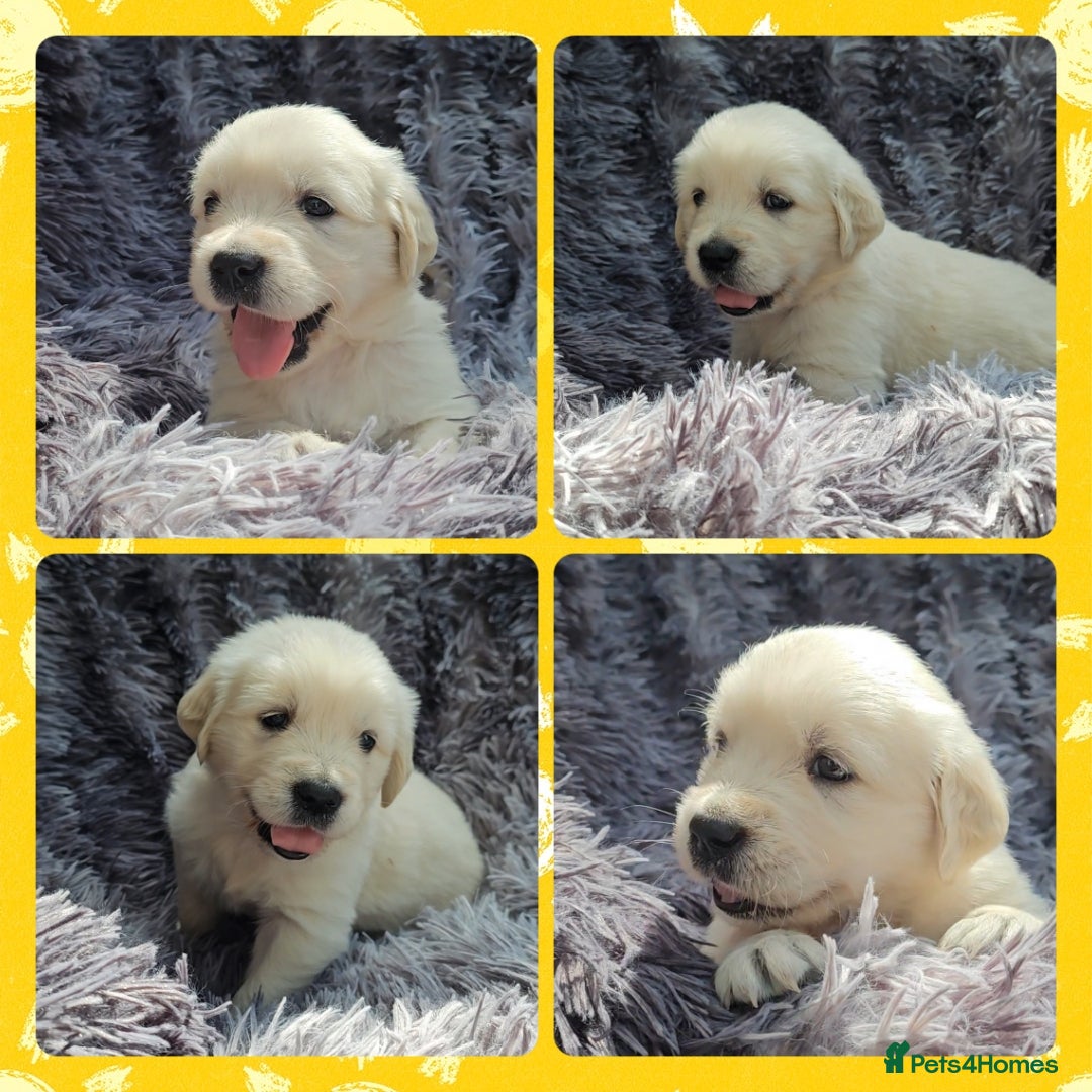 Golden Retriever dogs for sale: 9 KC registered, from imported lines puppies  - Image 39
