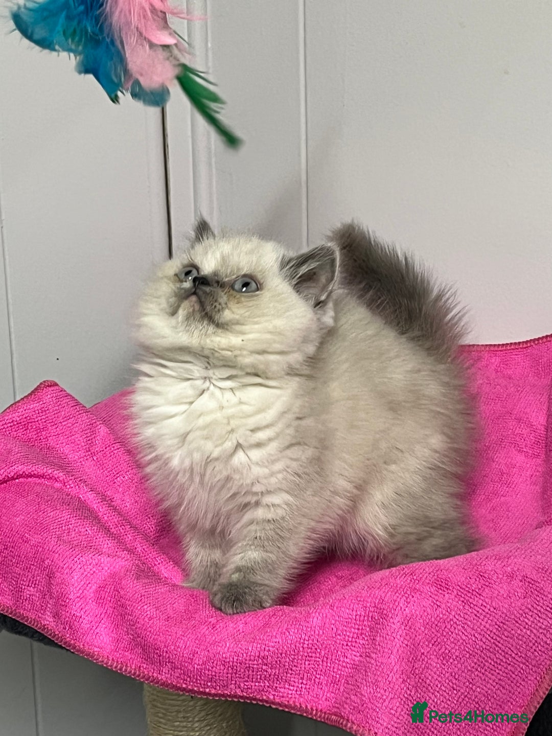 Exotic cats for sale: Stunning Exotic Kittens  - Advert 17