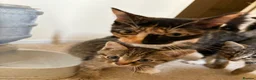 Mixed Breed cats for sale: 2 male tabby kittens urgently need new homes!! - Advert 11