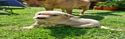 Labrador Retriever dogs for sale: READY TO GO. 2 AVAILABLE. Labrador Pups. KCreg. - Advert 37
